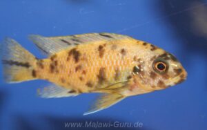 Tropheops sp. 'orange chest' Makokola Reef